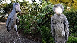 10 Aves Exóticas Únicas En El Mundo [upl. by Cormac]