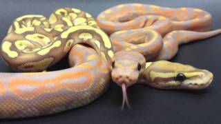 Banana Ball Python Morph Maker Königspython [upl. by D'Arcy491]