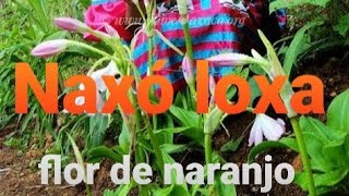 Flor de naranjoNaxóloxa musica tradiccional mazateca 🔴 [upl. by Nica]