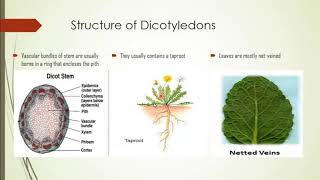 Biology Dicotyledons Class Magnoliopsida Omeed Private High School [upl. by Zollie439]