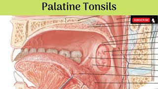 Palatine Tonsils  Situation  Features  Relations  Blood amp Nerve Supply  Lymphatic Drainage [upl. by Raskin]