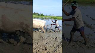 ploughing with bulls by farmer  bull ploughing the field cow ploughing the field ox ploughing field [upl. by Vinn897]