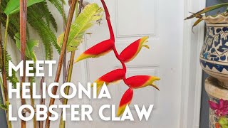 How to Grow Heliconia Rostrata in a Pot  Heliconia Lobster Claw [upl. by Itnaihc861]