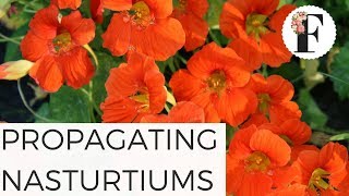 Propagating Nasturtiums from Cuttings  Growing Flowers for Beginners Series [upl. by Ainnet]