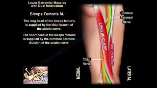 Muscles With Dual Innervation  Everything You Need To Know  Dr Nabil Ebraheim [upl. by Asirram]