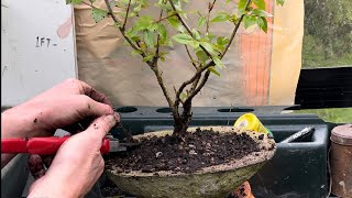 Making Cotoneaster Bonsai in DIY Concrete Pot [upl. by Ssitruc675]