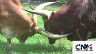 Two AnkoleWatusi Bulls Sparring with their MASSIVE HORNS in 1080P HD [upl. by Modnar613]