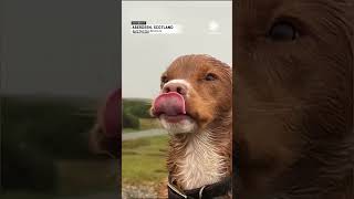 Adorable Cocker Spaniel Braves Storm Babet Winds  AccuWeather [upl. by Adnorahc]