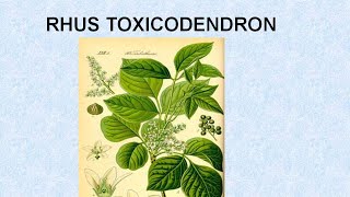 RHUS TOXICODENDRON  ΑΝΤΙΜΕΤΩΠΙΣΗ ΟΞΕΩΝ ΚΑΤΑΣΤΑΣΕΩΝ ΜΕ ΟΜΟΙΟΠΑΘΗΤΙΚΗ [upl. by Sydel904]