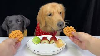 Unbelievable Dogs CAN eat VEGESTABLES  Diet Food for Golden amp Labrador Dogs Part 1 [upl. by Cinelli102]