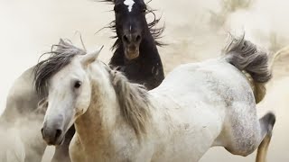 Brutal Stallion Mating Fight  Planet Earth II  BBC Earth [upl. by Nedra225]