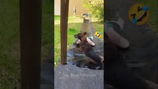 Slippery Paws  Dog Gone Hilarious 🐶🛷 funny [upl. by Darmit]