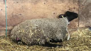 Suffolk North Country Cheviot cross lamb being born [upl. by Nerhe]