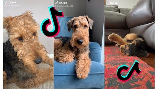 😍 Cutest Airedale Terrier 😂 Funny and Cute Airedale Terrier Puppies and Dogs Videos [upl. by Llednol]