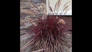 Pennisetum Fireworks  Fireworks Fountain Grass [upl. by Eatnohs209]