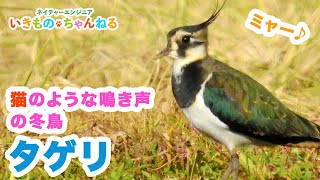 タゲリ  猫のような鳴き声を持つ冬鳥！輝く緑色の羽が美しい [upl. by Simmie726]