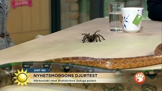 Farliga djur amp Nyhetsmorgon  sant  Nyhetsmorgon TV4 [upl. by Akzseinga860]