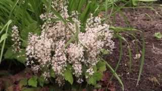 Tiarella cordifolia  Schaumblüte Foam Flower [upl. by Conlee]