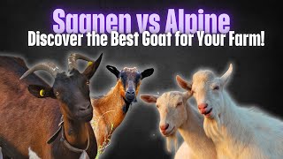 Saanen Goats vs Alpine Goats  Key Differences Every Farmer Should Know [upl. by Pazit]