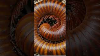 Exploring the Fascinating World of Millipedes  SGK [upl. by Felic912]