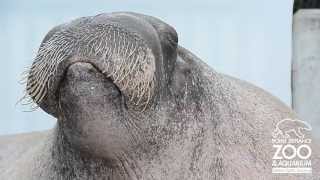 ET the Walrus practices his vocalizations at Point Defiance Zoo amp Aquarium [upl. by Alita310]