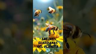 quotABEJASquot  GUARDIANAS DEL PLANETA  Documental short [upl. by Hetty676]