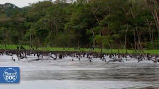 La interesante vida de los habitantes del Amazonas DOCUMENTAL COMPLETO [upl. by Ahsinra]