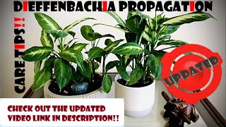 3 ways to Propagate Dieffenbachia amp Care tips [upl. by Vikki382]