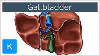 Gallbladder  Definition Function amp Location  Human Anatomy  Kenhub [upl. by Doris]