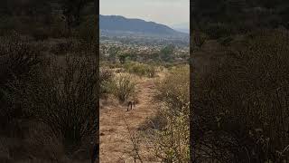 A leopardess on the prowlSamburu National ReserveKenya [upl. by Assirolc544]