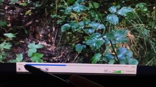 British Bigfoot Research  The first UK footage [upl. by Alyam]