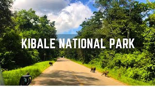 Kibale National Park  UGANDA [upl. by Dustan]