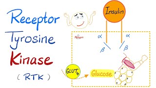 Insulin Receptor Tyrosine Kinase RTK  How insulin works [upl. by Conall802]