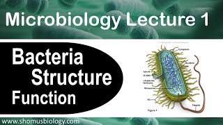 Microbiology lecture 1  Bacteria structure and function [upl. by Kina]