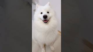 キッチン横の可愛い誘惑 サモエド samoyed 癒し動画 pr doggybox [upl. by Rettke]