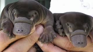 Platypus A Natures Oddity and Living Fossil  Australias Enigmatic EggLaying Mammal [upl. by Moshell673]