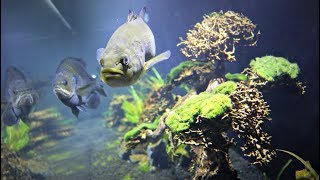 How to Raise Pet Largemouth Bass [upl. by Varrian]