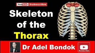 Skeleton of the Thorax Sternum Ribs amp Vertebrae Dr Adel Bondok [upl. by Regni]