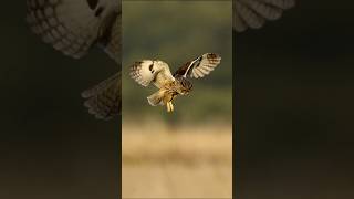 A rare sight Longeared owl hunting in sunset light wildlife birds nature nikon z9 denmark [upl. by Liamsi]