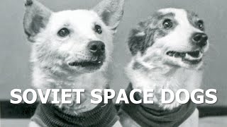 Belka and Strelka – the Soviet space dogs [upl. by Derina]