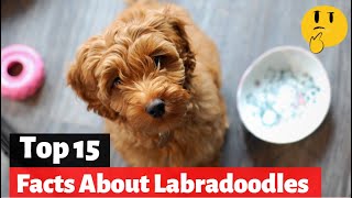 15 Facts About Labradoodles That You Should Know [upl. by Beora]