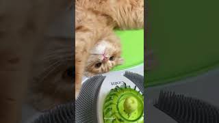 Catit Senses 20 Wellness Center Best relaxing spot for your cat 🐈🍀 catitindia cat catvideos [upl. by Valina]