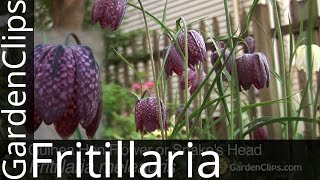 Guinea Hen Flower or Snakes Head  Fritillaria meleagris  How to grow Fritillaria [upl. by Sutniuq]