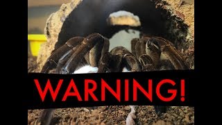 GOLIATH BIRD EATER VS MOUSE HD WARNING [upl. by Zaller]