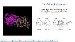 GH518 en Bifidobacterium longum [upl. by Eleph512]