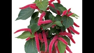 Growing the Chenille Plant Acalypha hispida [upl. by Kamp]