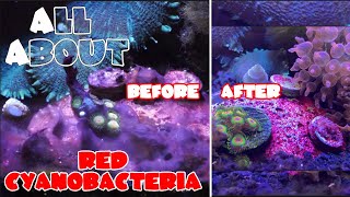 All About The Red Cyanobacteria or Red Slime Algae  Chemiclean Tutorial  Preventing Cyanobacteria [upl. by Newnorb855]