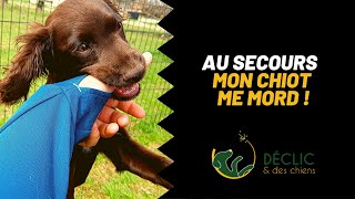 Que faire quand un chiot mord [upl. by Fleurette]