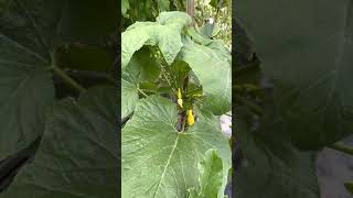 Growing crookneck squash vertically [upl. by Assert]