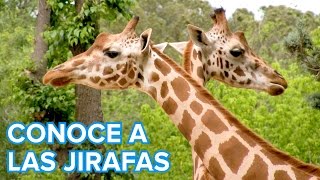 Cómo viven las jirafas  Vídeos de animales para niños [upl. by Gregor430]